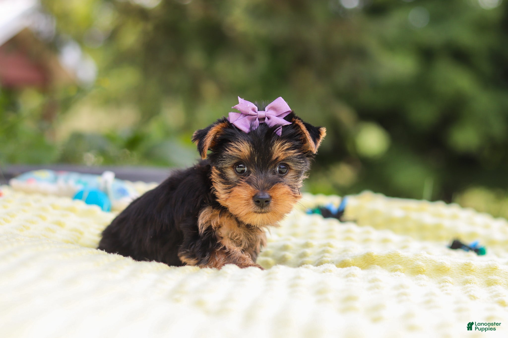 Yorkshire Terrier dogs Millie - Ad 2