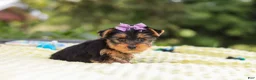 Yorkshire Terrier dogs for sale: Millie - Ad 2