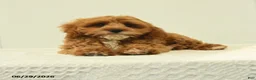 Cavapoo dogs for sale: Milton - Ad 5