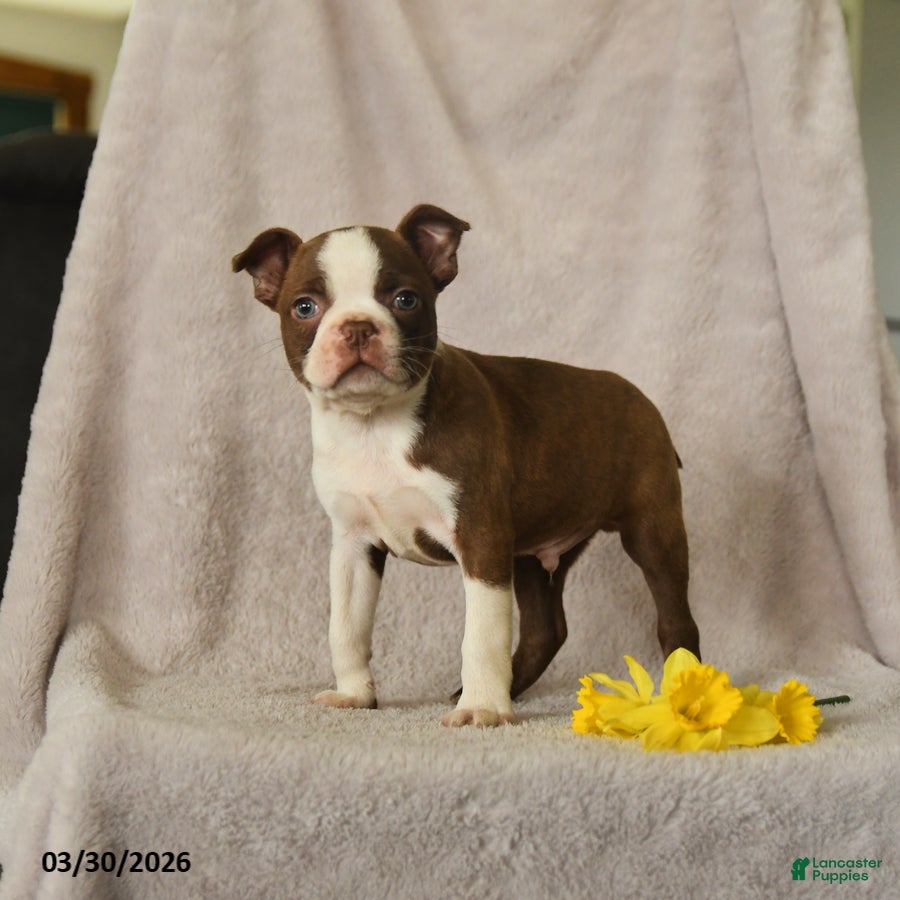 Boston Terrier dogs Daffny - Ad 2
