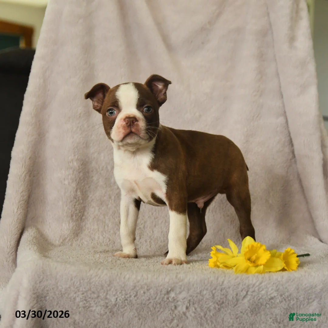 Boston Terrier dogs for sale: Daffny - Ad 2