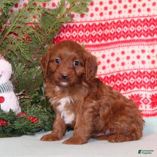 Cavapoo dogs Vern - Ad 18