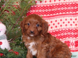 Cavapoo dogs Vern - Ad 29