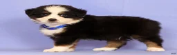 Miniature Australian Shepherd dogs for sale: Danny - Ad 3