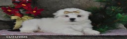 Teddy Bear dogs for sale: Snowball - Ad 4