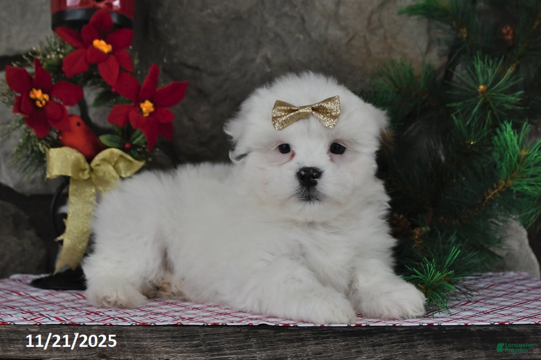 Teddy Bear dogs for sale: Snowball - Ad 4
