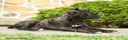 Cane Corso dogs for sale: Tilly - Ad 4