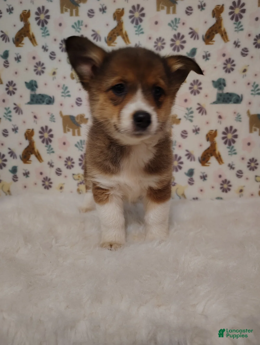 Mixed Breed dogs for sale: Dakota  - Ad 1