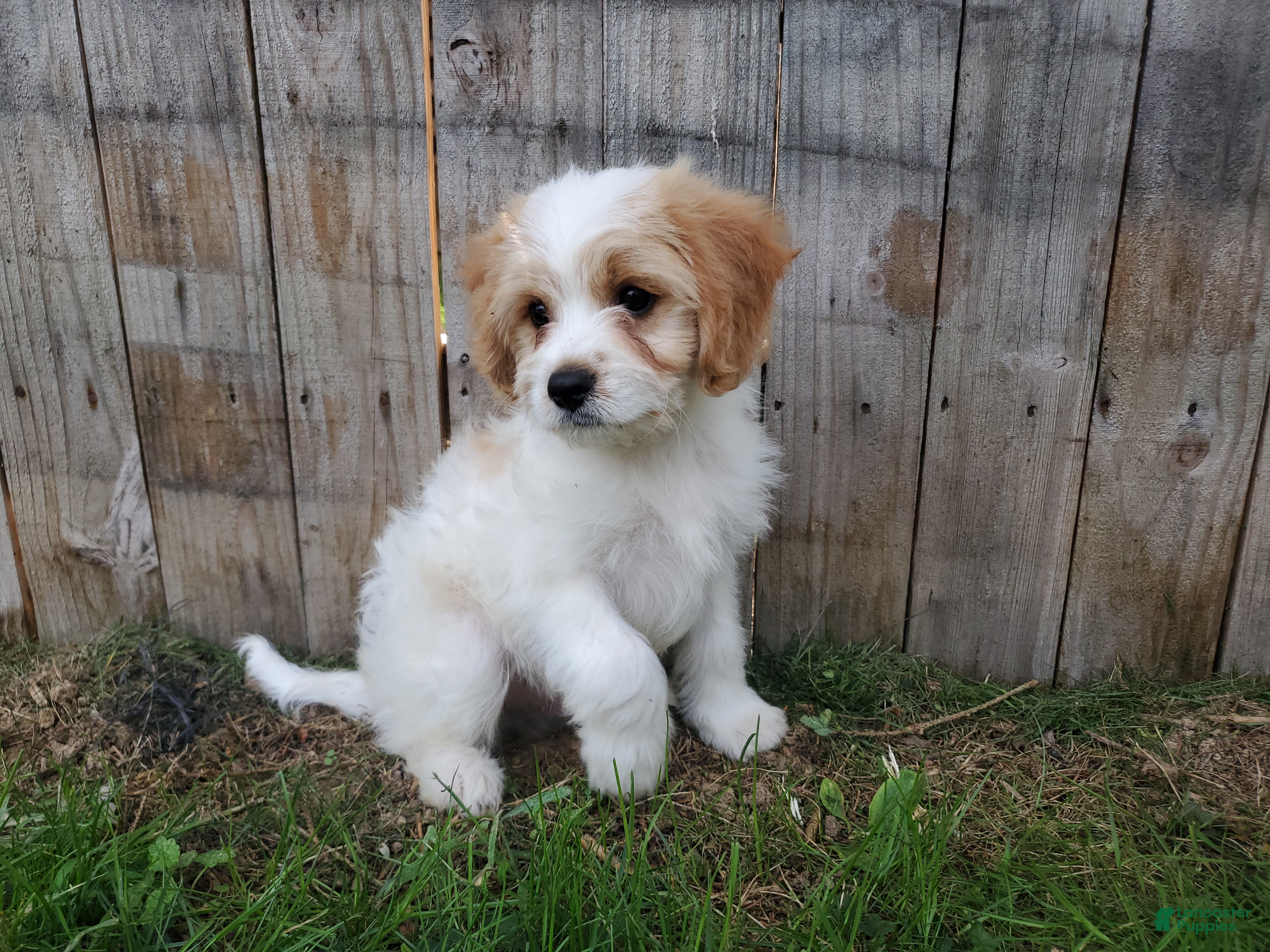Cavachon dogs Benson - Ad 2