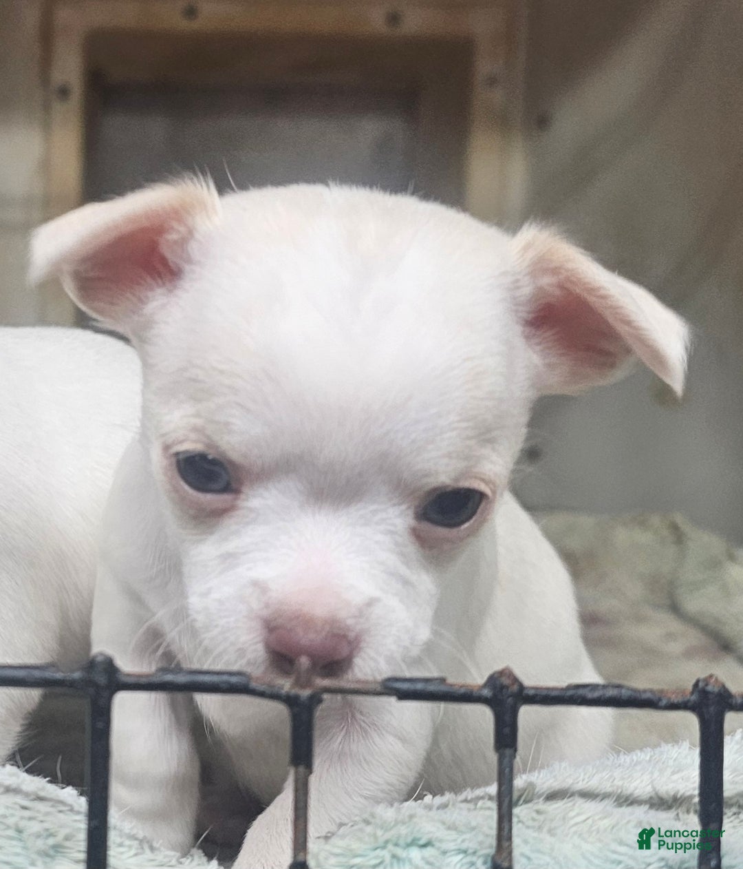 Chihuahua dogs for sale: Harvey - Ad 4