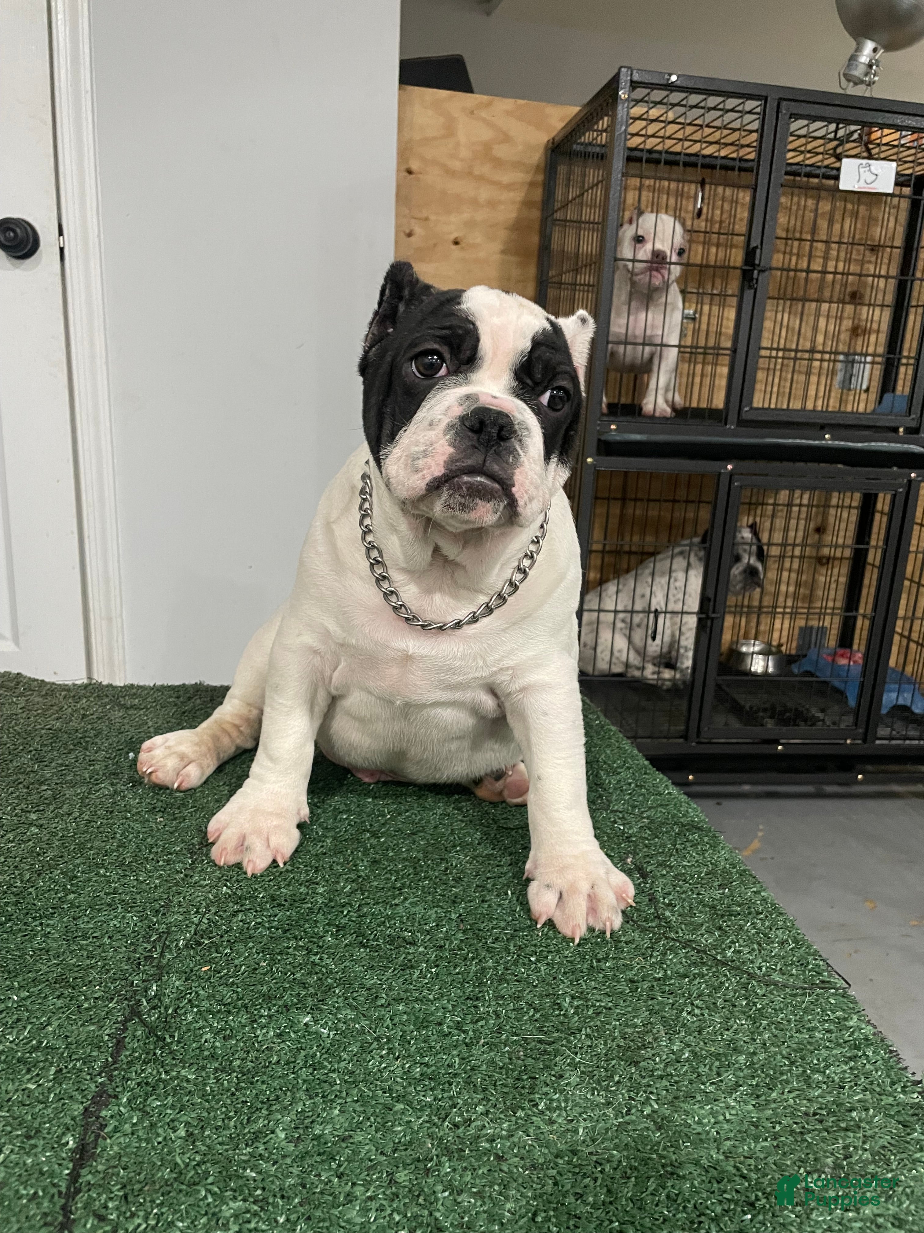 American Bully dogs Scooter  - Ad 1