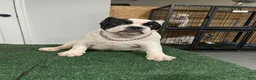 American Bully dogs for sale: Scooter  - Ad 1