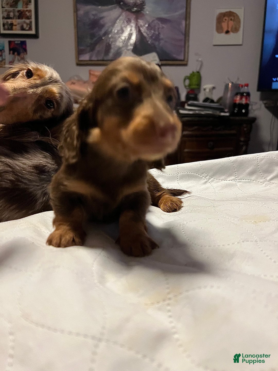 Miniature Dachshund dogs for sale: Russian AKC boy - Ad 7