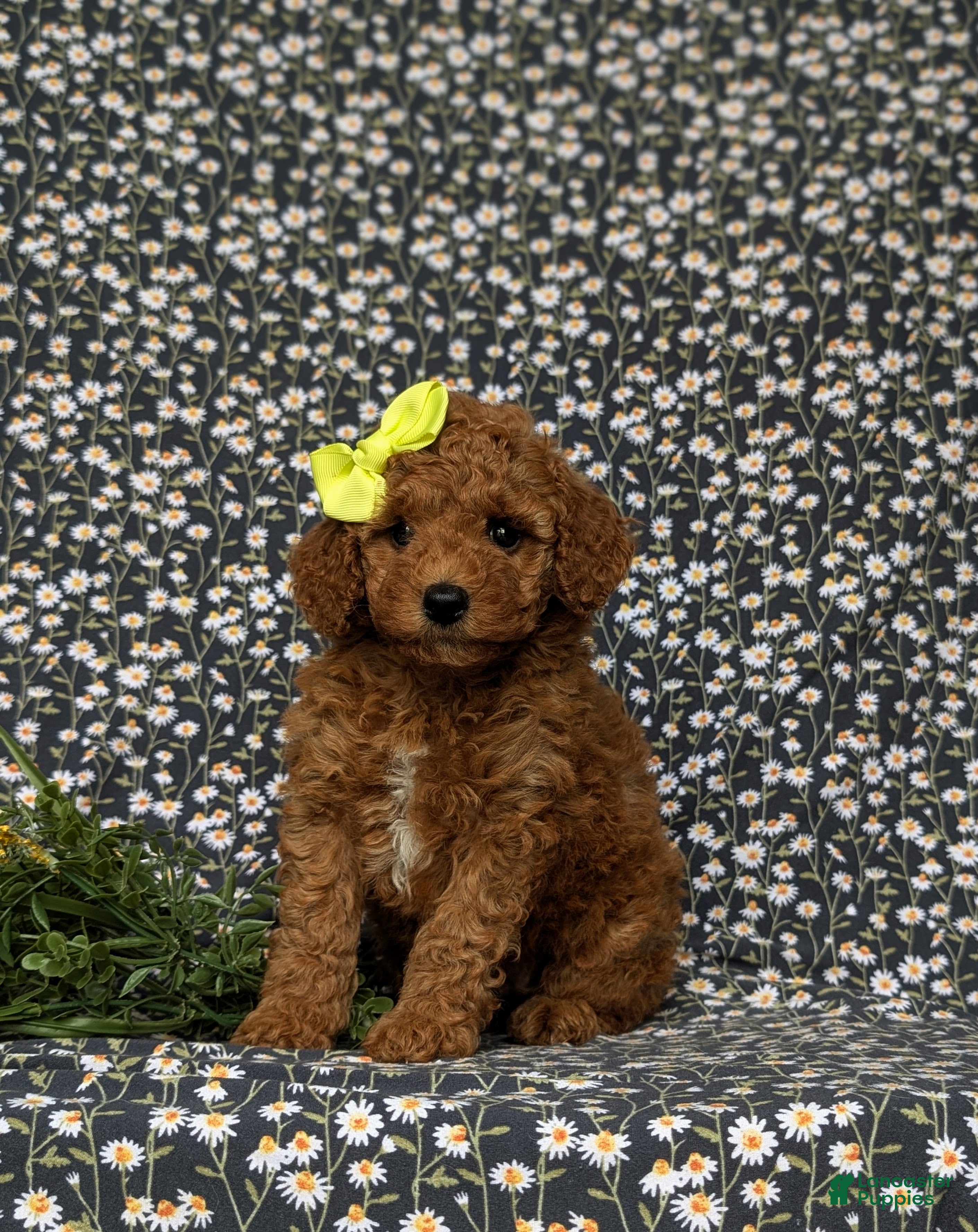Miniature Labradoodle dogs Whitney Hypoallergenic - Ad 1