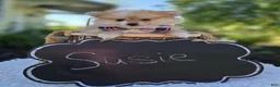 Pomeranian dogs for sale: Susie - Ad 3