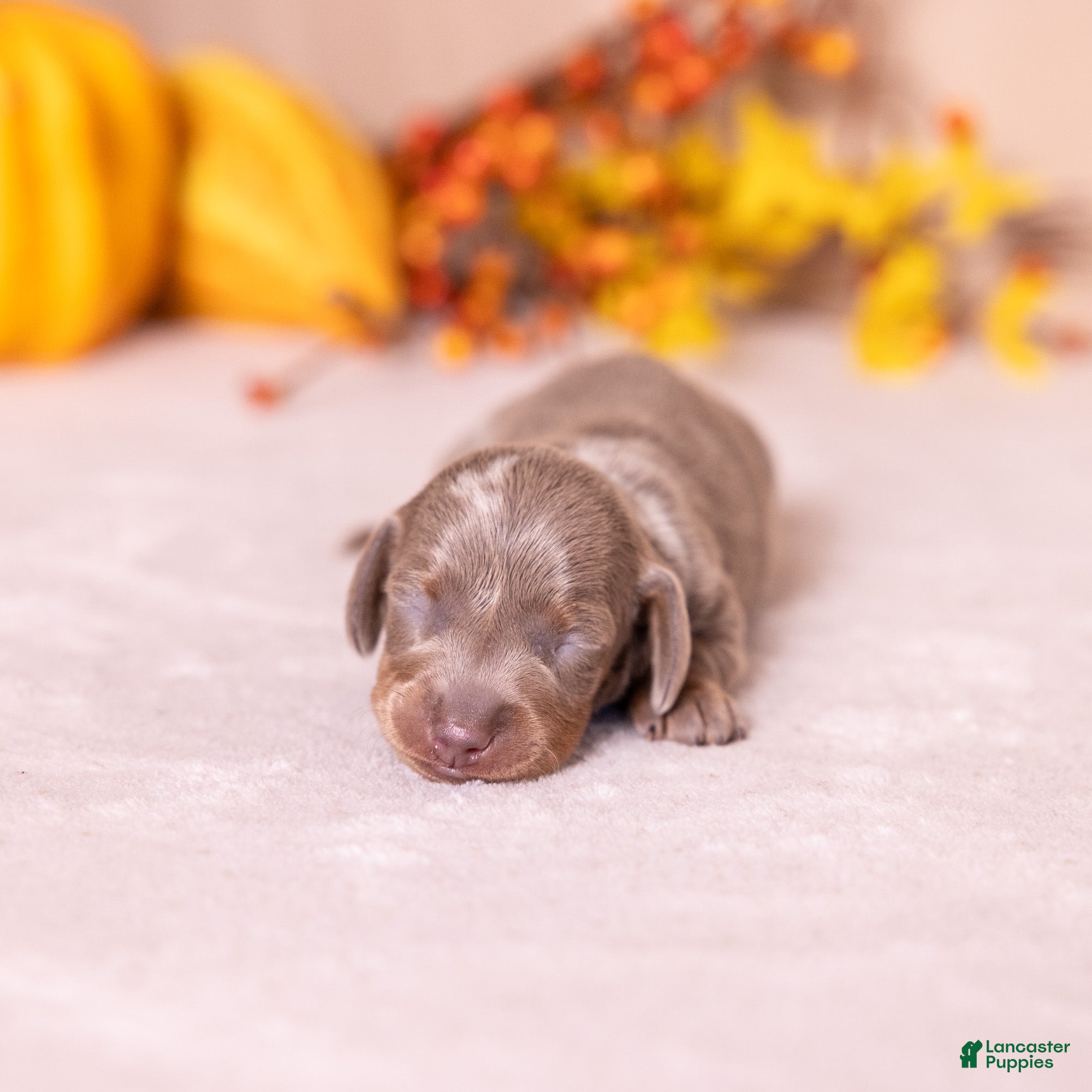 Miniature Dachshund dogs for sale: Willow - Ad 1