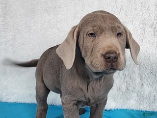 Labrador Retriever dogs Mylo - Ad 28