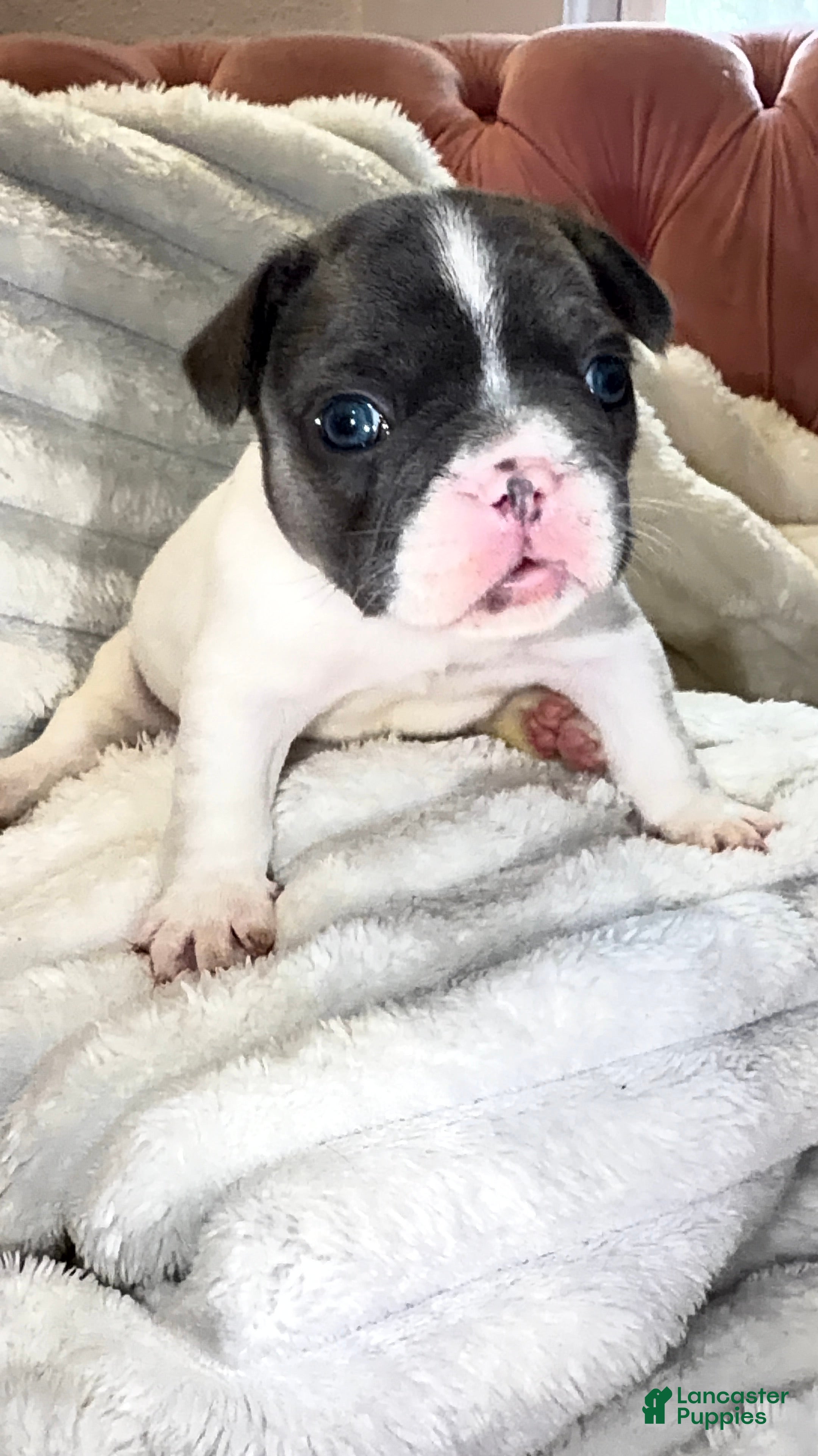 French Bulldog dogs French Bulldog Puppy 2 - Ad 2