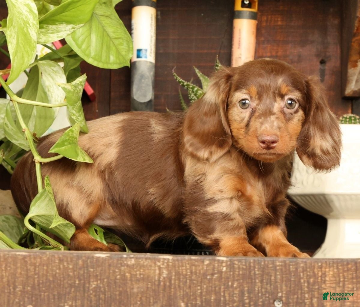 Miniature Dachshund dogs for sale: Bella - Ad 7