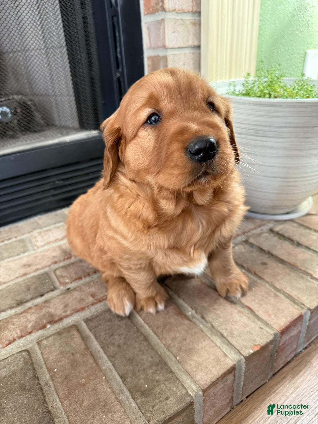 Golden Retriever dogs for sale: Scout - Ad 7
