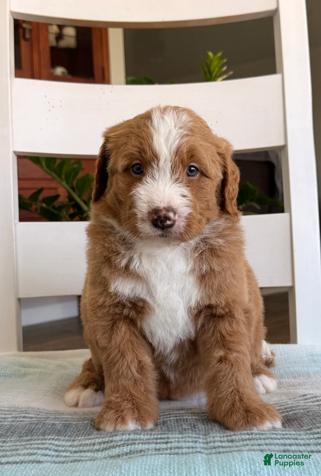 Bernedoodle dogs for sale: Max - Ad 3