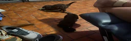 Mini Aussiedoodle dogs for sale: Mini Aussiedoodle 3 - Ad 1