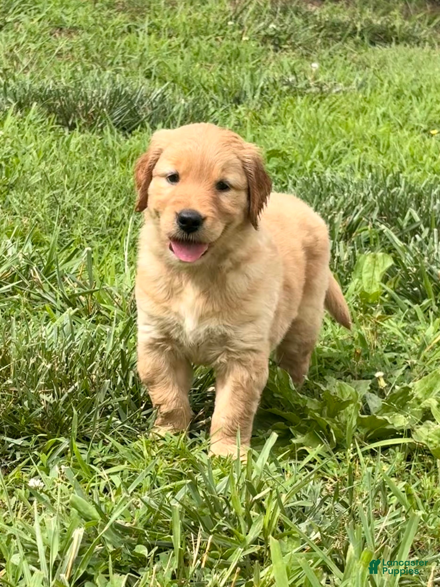 Golden Retriever dogs Betsy - Ad 12