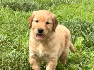 Golden Retriever dogs Betsy - Ad 17