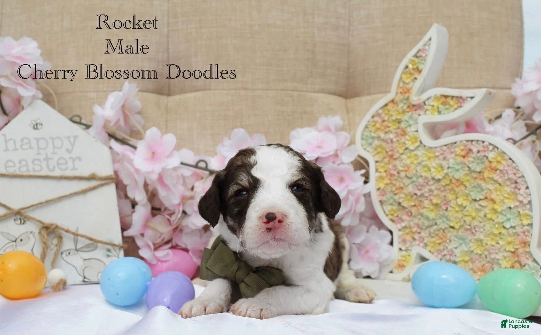 Bordoodle dogs Rocket - Ad 6