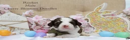 Bordoodle dogs for sale: Rocket - Ad 3