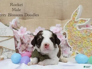 Bordoodle dogs Rocket - Ad 6