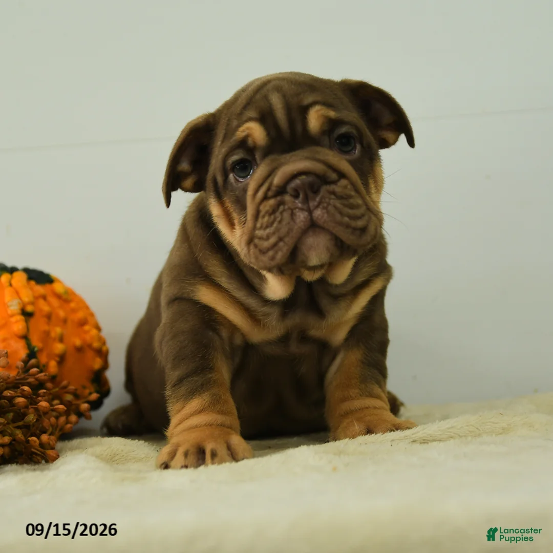 English Bulldog dogs for sale: Denver - Ad 1