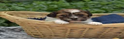 Teddy Bear dogs for sale: Sushi - Ad 6