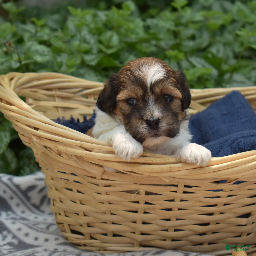 Teddy Bear dogs for sale: Sushi - Ad 6