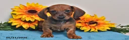 Miniature Dachshund dogs for sale: Oscar - Ad 1