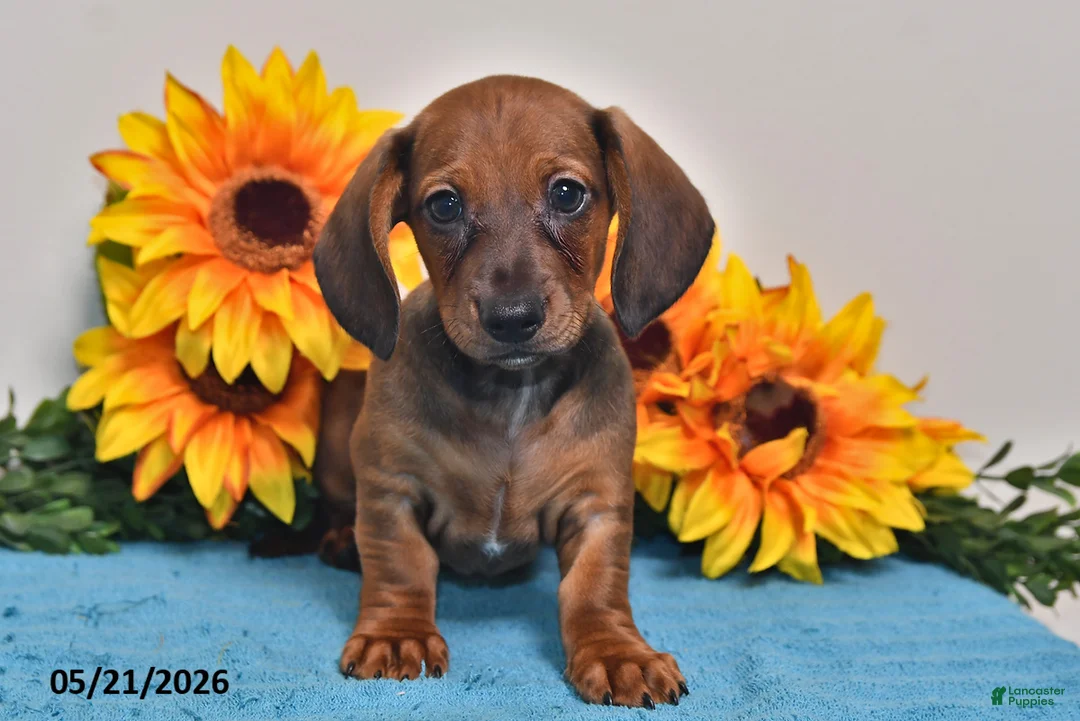 Miniature Dachshund dogs for sale: Oscar - Ad 1