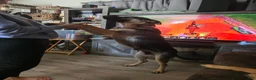 German Shepherd dogs for sale: German Shepherd 3 - Ad 3