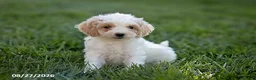 Mini Goldendoodle dogs for sale: Opal - Ad 3