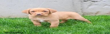 Elroy 