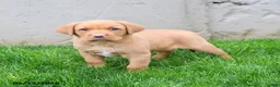Labrador Retriever dogs for sale: Elroy  - Ad 1
