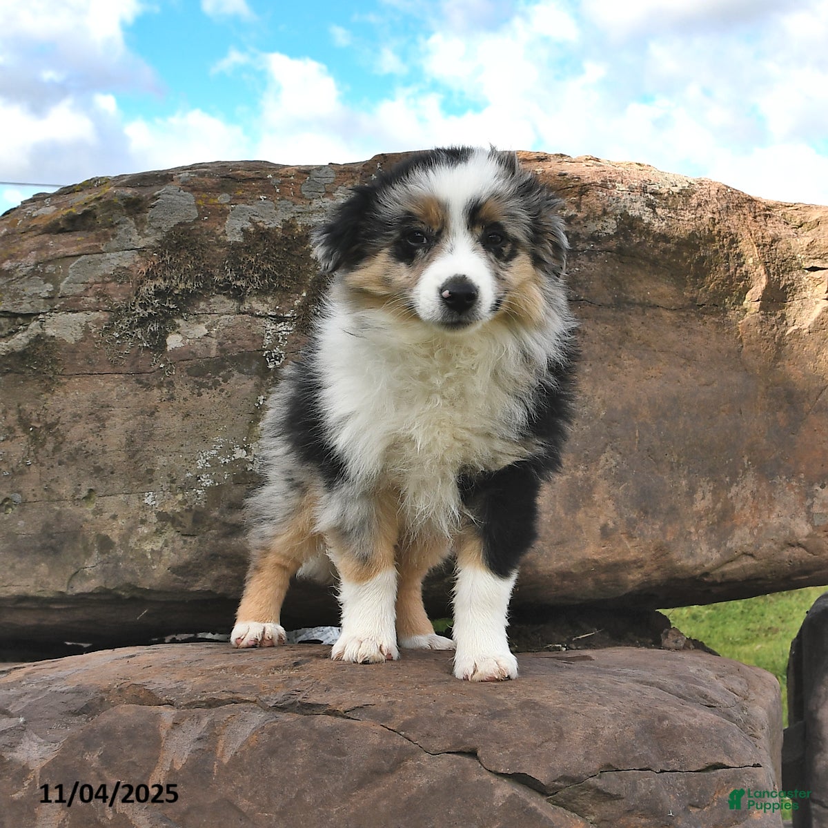 Miniature Australian Shepherd Puppies for sale in New York