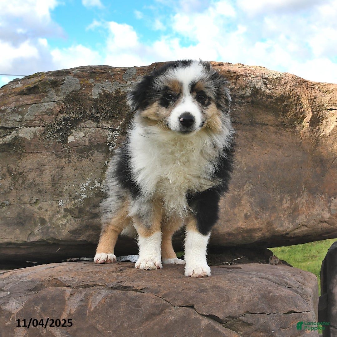 Miniature Australian Shepherd dogs for sale: Ripple - Ad 4