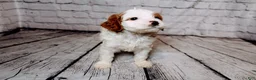 Cavalier King Charles Spaniel dogs for sale: Forrest - Ad 4
