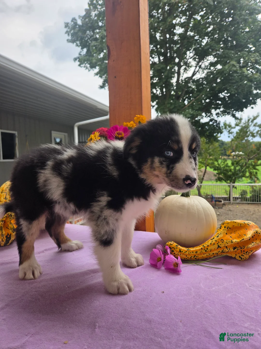 Australian Shepherd dogs for sale: Charlie - Ad 10