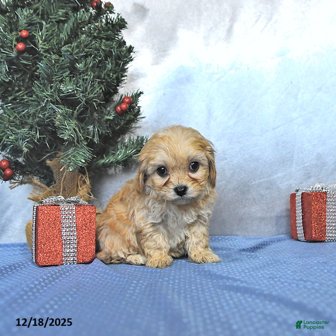 Cavapoo dogs for sale: Cody - Ad 3