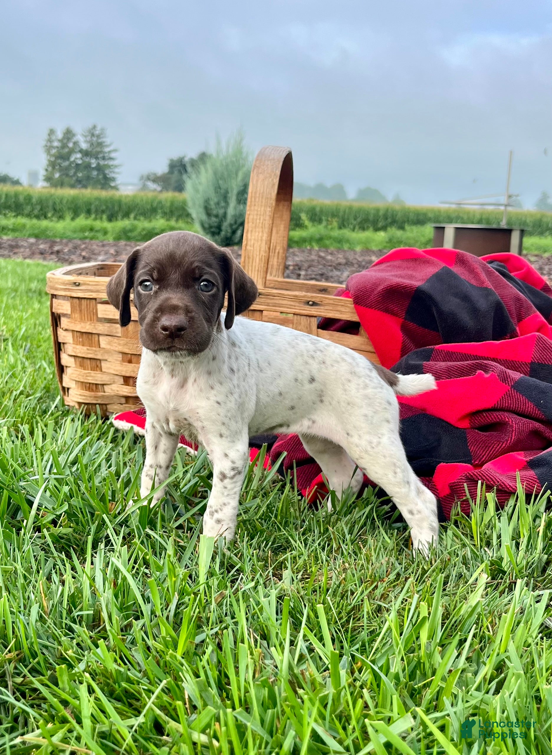 German Shorthaired Pointer dogs River❤️akc reg🐾 text or call today - Ad 2