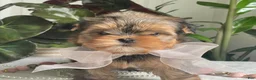 Biewer Terrier dogs for sale: Izzy - Ad 10