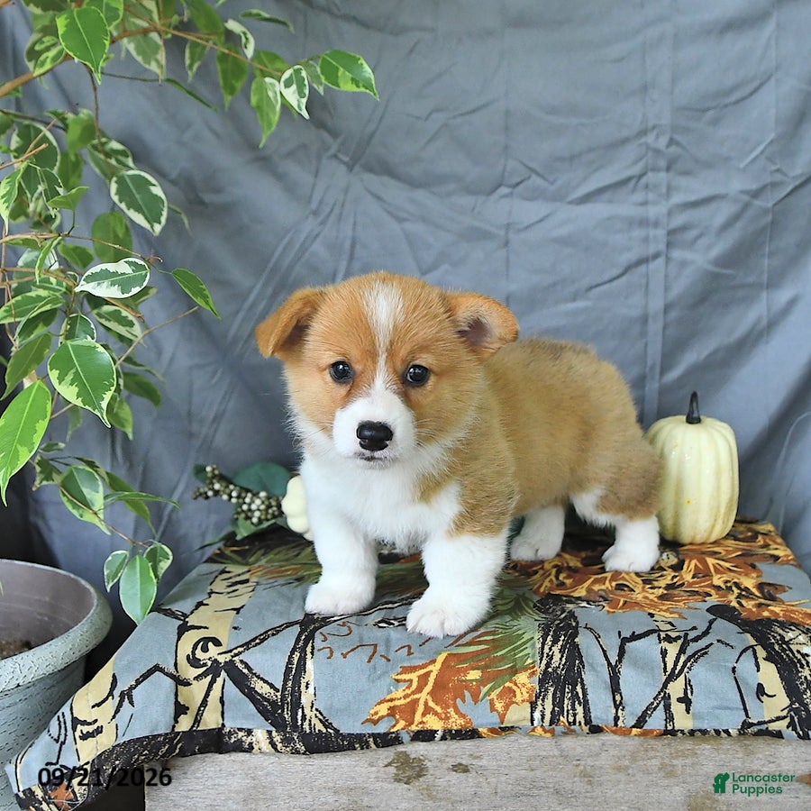 Welsh Corgi Pembroke dogs Abel - Ad 2
