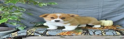 Welsh Corgi Pembroke dogs for sale: Abel - Ad 2