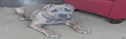 Cane Corso dogs for sale: Cane Corso 1 - Ad 2